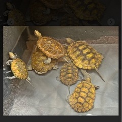 日本石亀を飼いたいです。