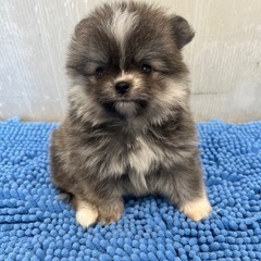 ポメチワ子犬♡