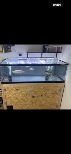 水槽　大型水槽　 ※生体は含みません