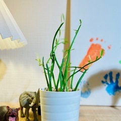 お得！鉢付！オシャレ観葉植物！ユーフォルビア！室内用養土でお世話も簡単！可愛い新芽たくさん🎵の画像