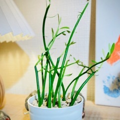 お得！鉢付！オシャレ観葉植物！ユーフォルビア！室内用養土でお世話も簡単！可愛い新芽たくさん🎵の画像