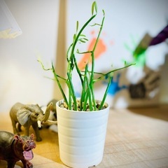 お得！鉢付！オシャレ観葉植物！ユーフォルビア！室内用養土でお世話も簡単！可愛い新芽たくさん🎵の画像