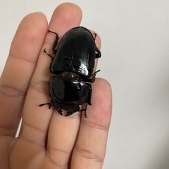阿古谷　極太　オオクワ♀の画像