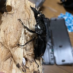タランドゥスオオツヤクワガタ♂単の画像