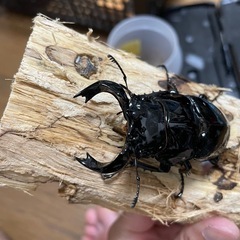 タランドゥスオオツヤクワガタ♂単の画像