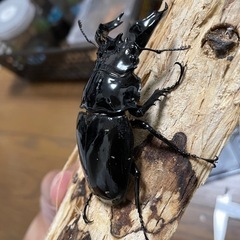 タランドゥスオオツヤクワガタ♂単の画像