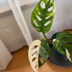 観葉植物　斑入り　マドカズラの画像