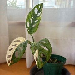 観葉植物　斑入り　マドカズラの画像
