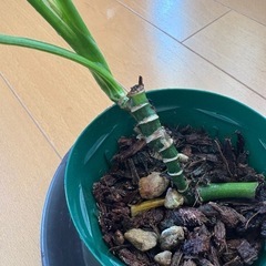 観葉植物　斑入り　マドカズラの画像