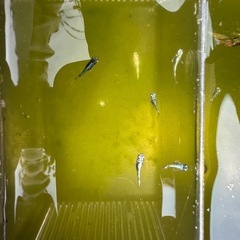 メダカ⭐️カワチ薬品　宇都宮上三川インターパーク店内　あぜみちコーナーにて！の画像