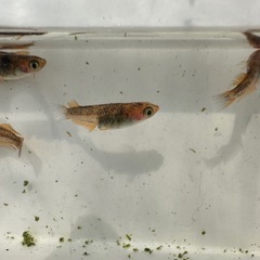 メダカ⭐️カワチ薬品　宇都宮上三川インターパーク店内　あぜみちコーナーにて！の画像