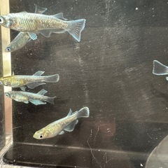 メダカ⭐️カワチ薬品　宇都宮上三川インターパーク店内　あぜみちコーナーにて！の画像