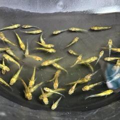 夜桜ゴールドXメダカ若魚10匹+a②の画像