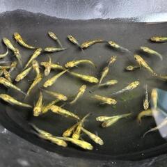 夜桜ゴールドXメダカ若魚10匹+a②の画像