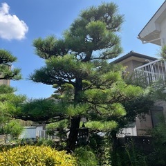 庭木！松！早い者勝ち！の画像