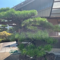 庭木！松！早い者勝ち！の画像