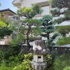 庭木！松！早い者勝ち！の画像