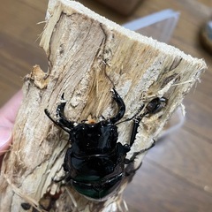 タランドゥスオオツヤクワガタ♂単の画像