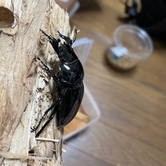 タランドゥスオオツヤクワガタ♂単の画像