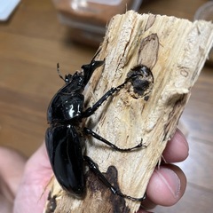 タランドゥスオオツヤクワガタ♂単の画像