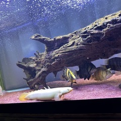淡水魚熱帯魚ポリプステルアロワナダトニオの画像