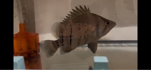 ダトニオ　プラスワン