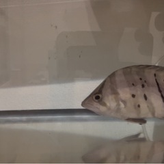 ダトニオ　プラスワン　の画像