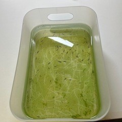 無地メダカ　無料の画像