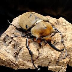カブトクワガタくじの画像