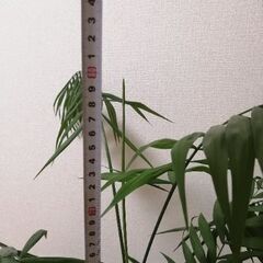 観葉植物(テーブルヤシの木)の画像