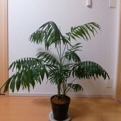 観葉植物(テーブルヤシの木)の画像