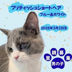 🍀ブリティッシュショートヘア🐈‍⬛ハチワレ😍男のコ💙兄弟も…