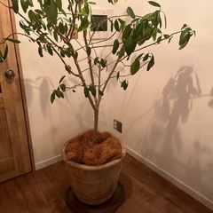 観葉植物　ゴムの木の画像