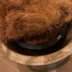 観葉植物　ゴムの木の画像