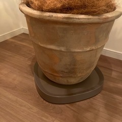 観葉植物　ゴムの木の画像