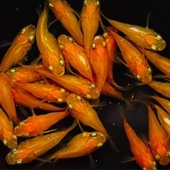 23"めだか　上物楊貴妃ダルマ若魚　1ペアの画像