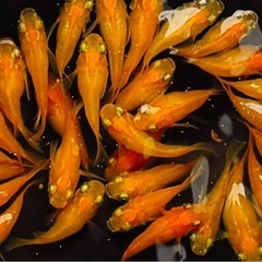 23"めだか　上物楊貴妃ダルマ若魚　1ペアの画像