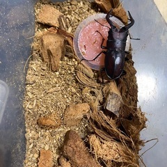 クワガタ
の画像