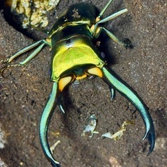 エラフスホソアカクワガタを探しています(ニジクワも)