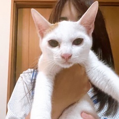 ② 3ヶ月くらいの子猫