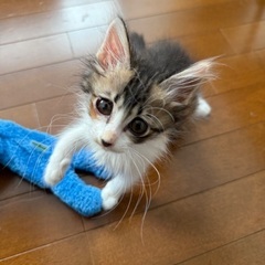 真夏に壁の中から救出された幸運の三毛猫ちゃん（長毛）