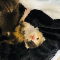 生後２週間くらいのミケちゃん