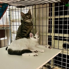 生後4か月くらい、仲良し兄妹アオバ♂とワカバ♀