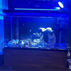 海水水槽一式の画像