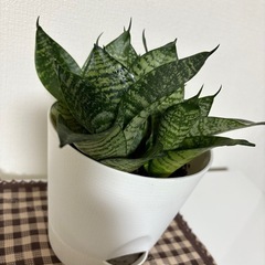 ☆サンセベリア☆の画像