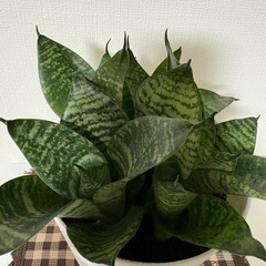 ☆サンセベリア☆の画像