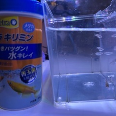 メダカ【ラメ王】の画像