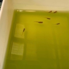 受付中🔴稚魚10匹 ハイビスカス めだか 人気のメダカ ヒカリ体型 可愛い メダカ の画像