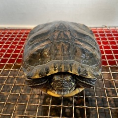 ミドリガメ 15センチ程度 里親募集