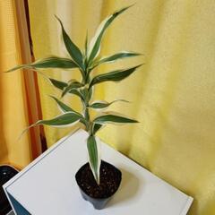 ドラセナ　サンデリアーナの画像